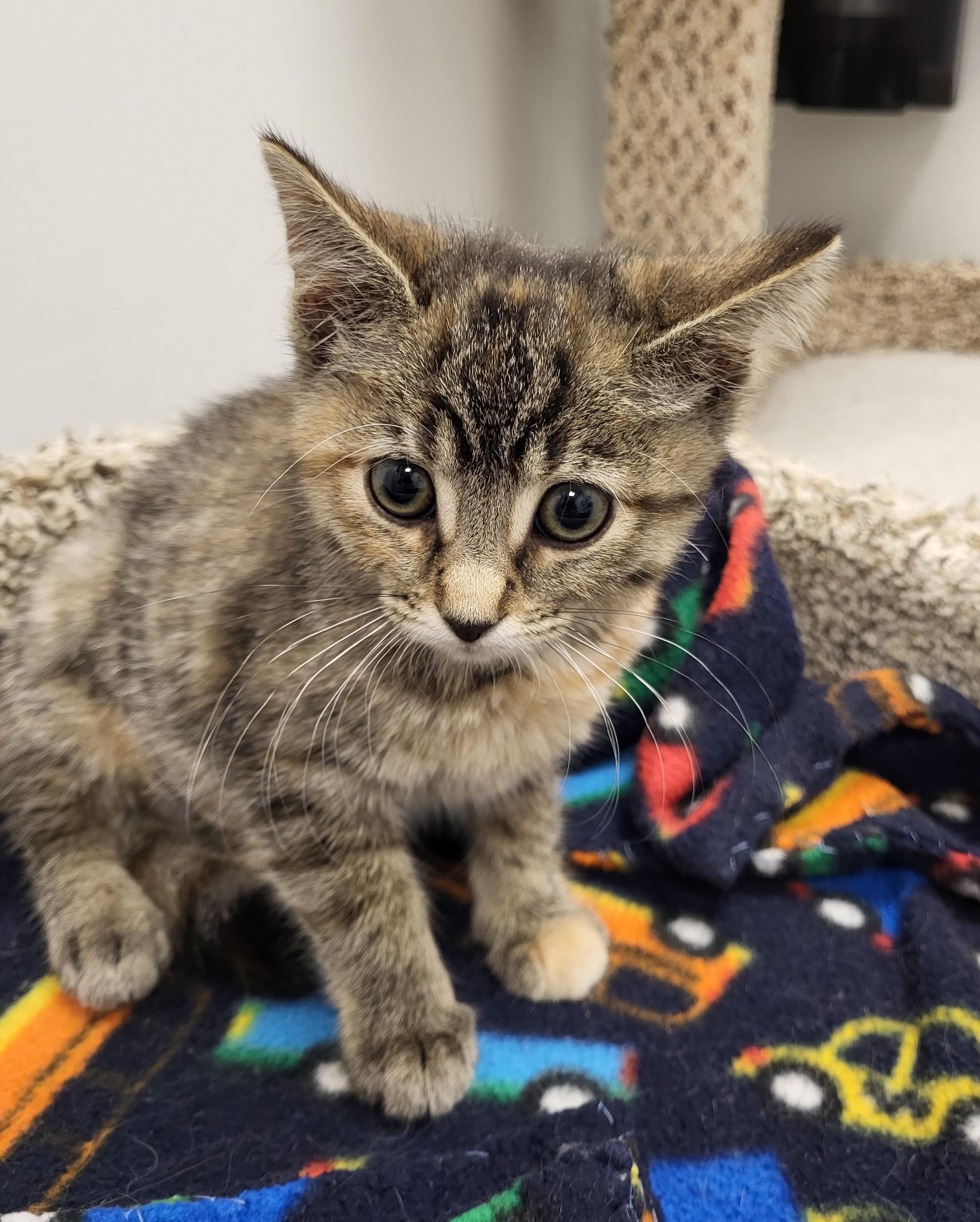 Dude, an adopted Domestic Short Hair in Grayslake, IL image 5/5
