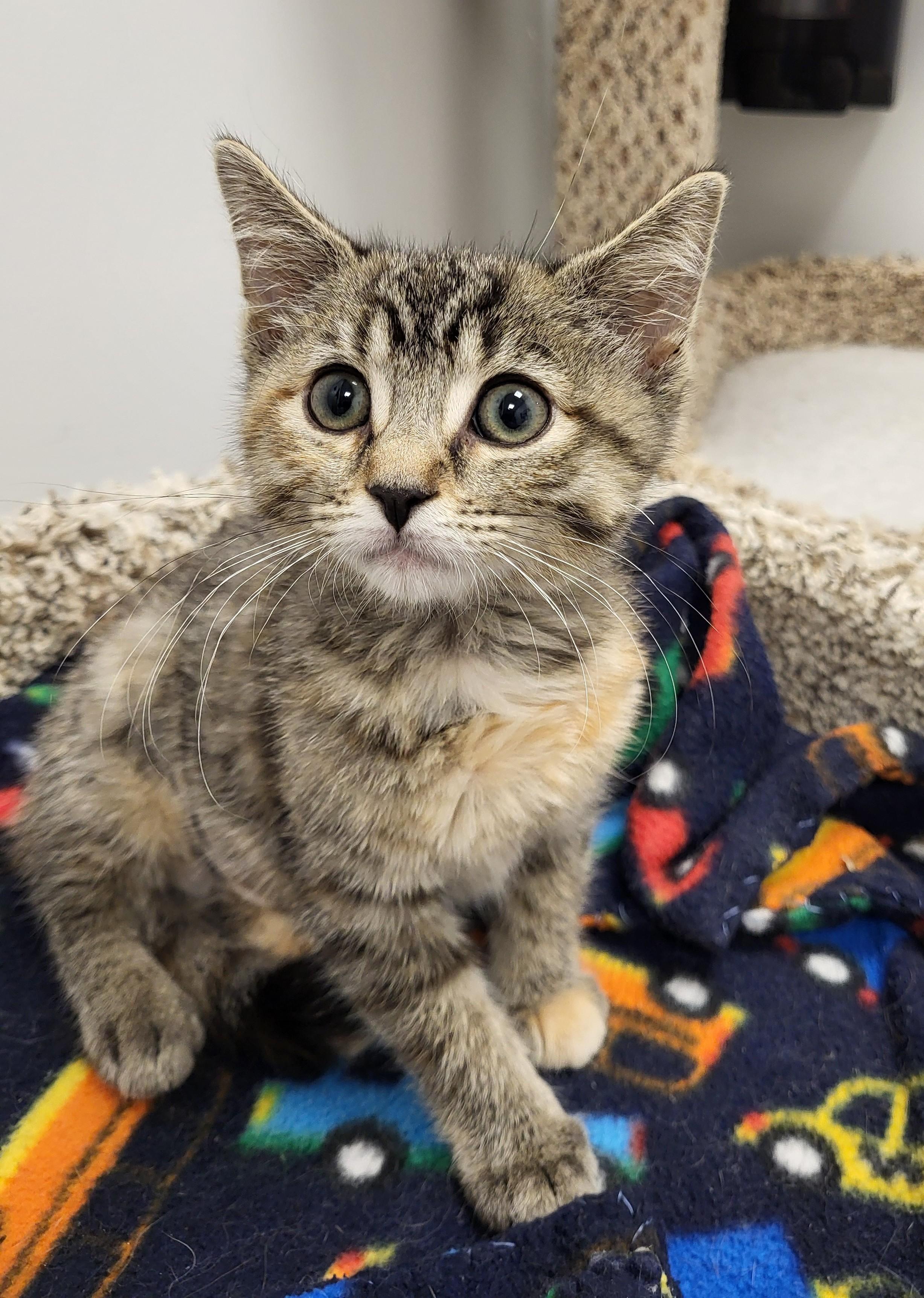 Dude, an adopted Domestic Short Hair in Grayslake, IL image 2/5