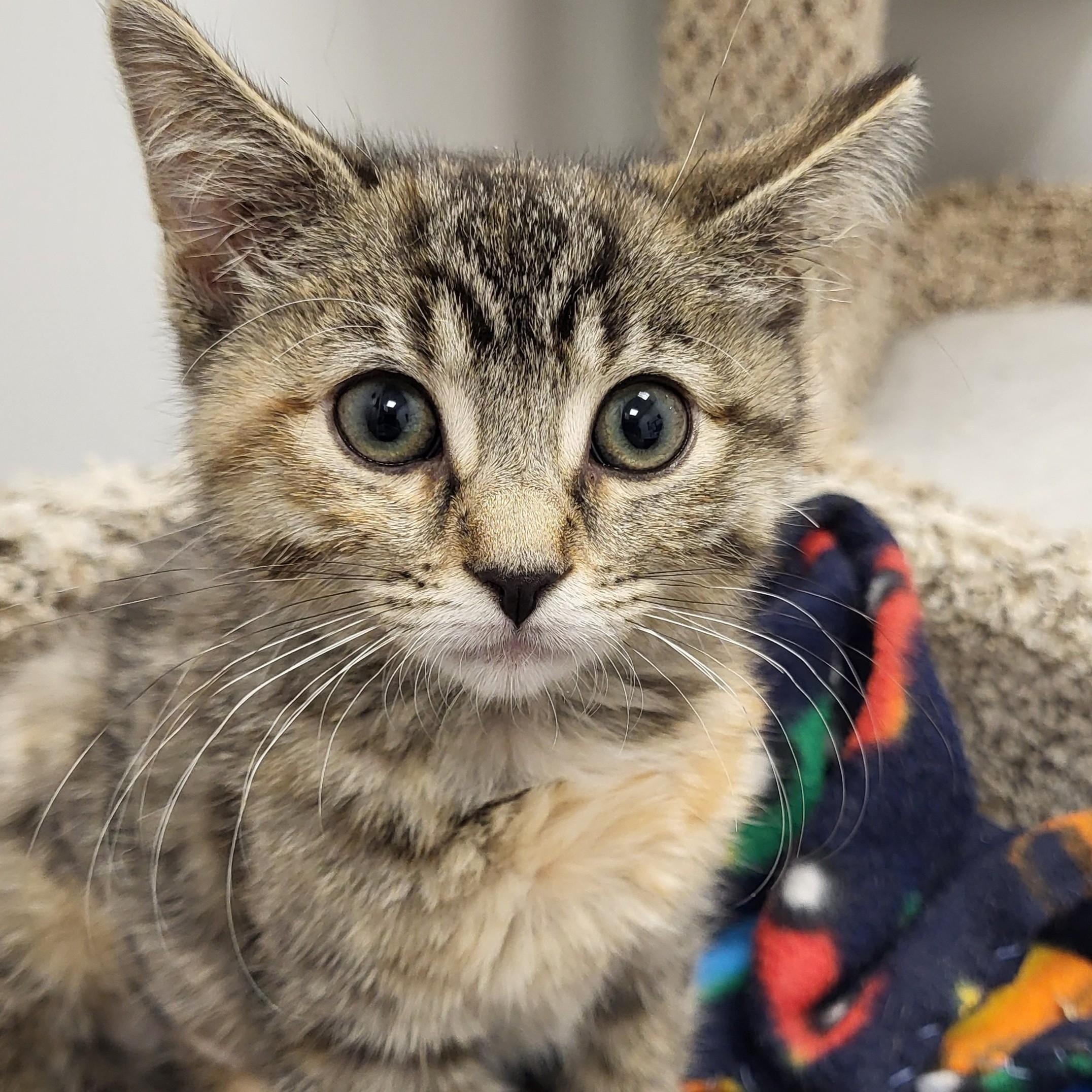 Dude, an adopted Domestic Short Hair in Grayslake, IL image 4/5
