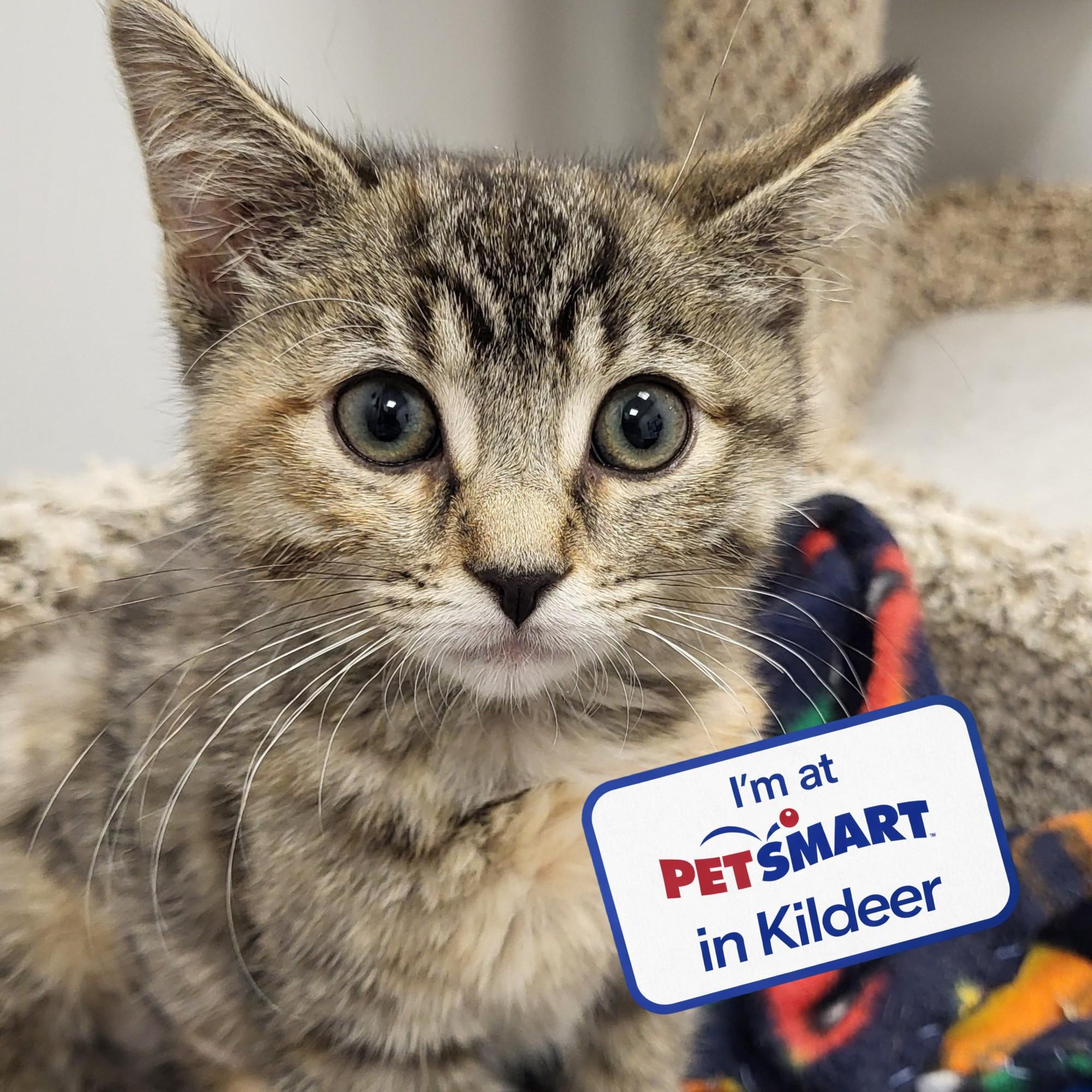 Dude, adopted, Kitten Female Domestic Short Hair.