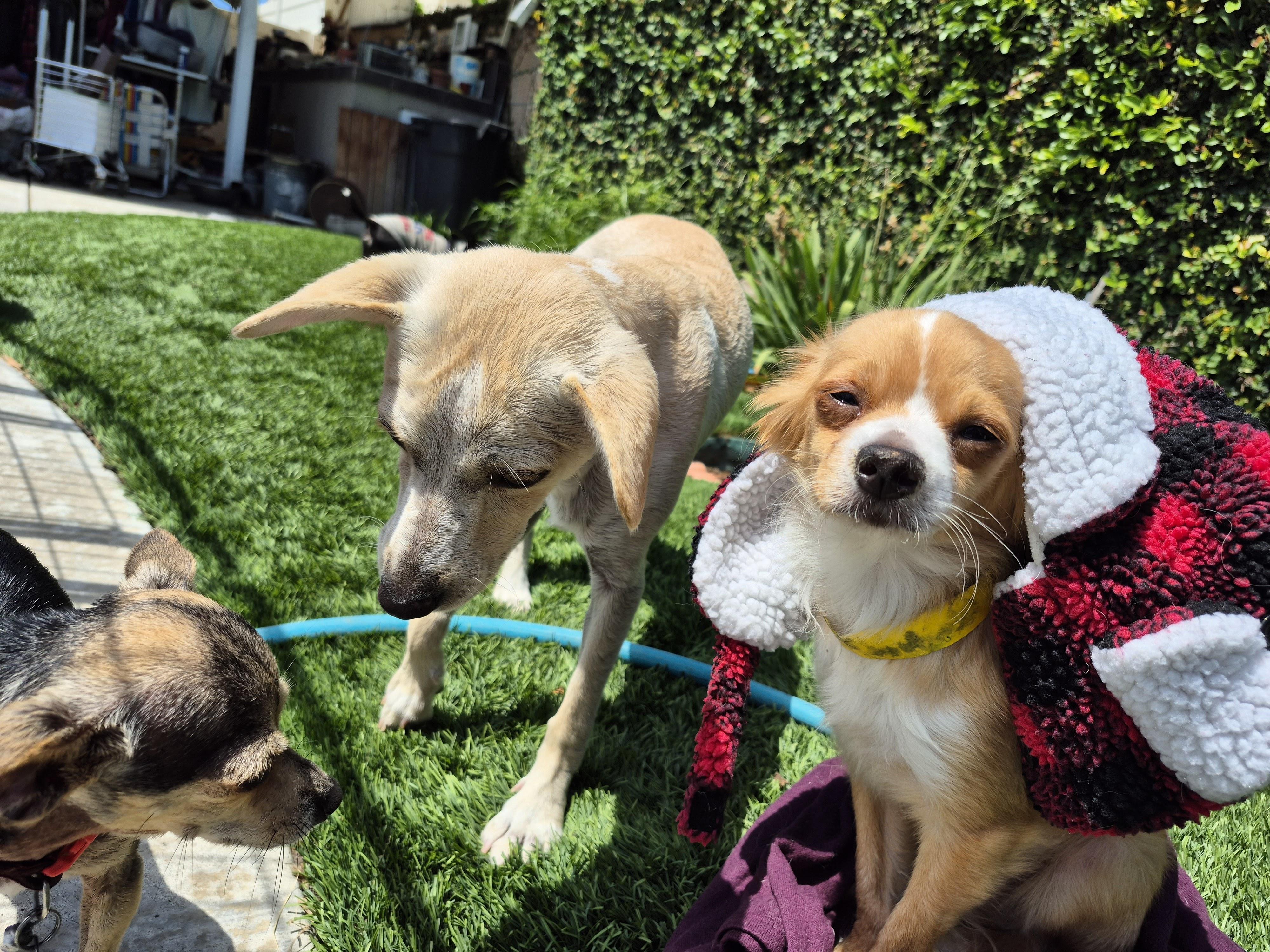 Cinnabon Man! thumbnail 3