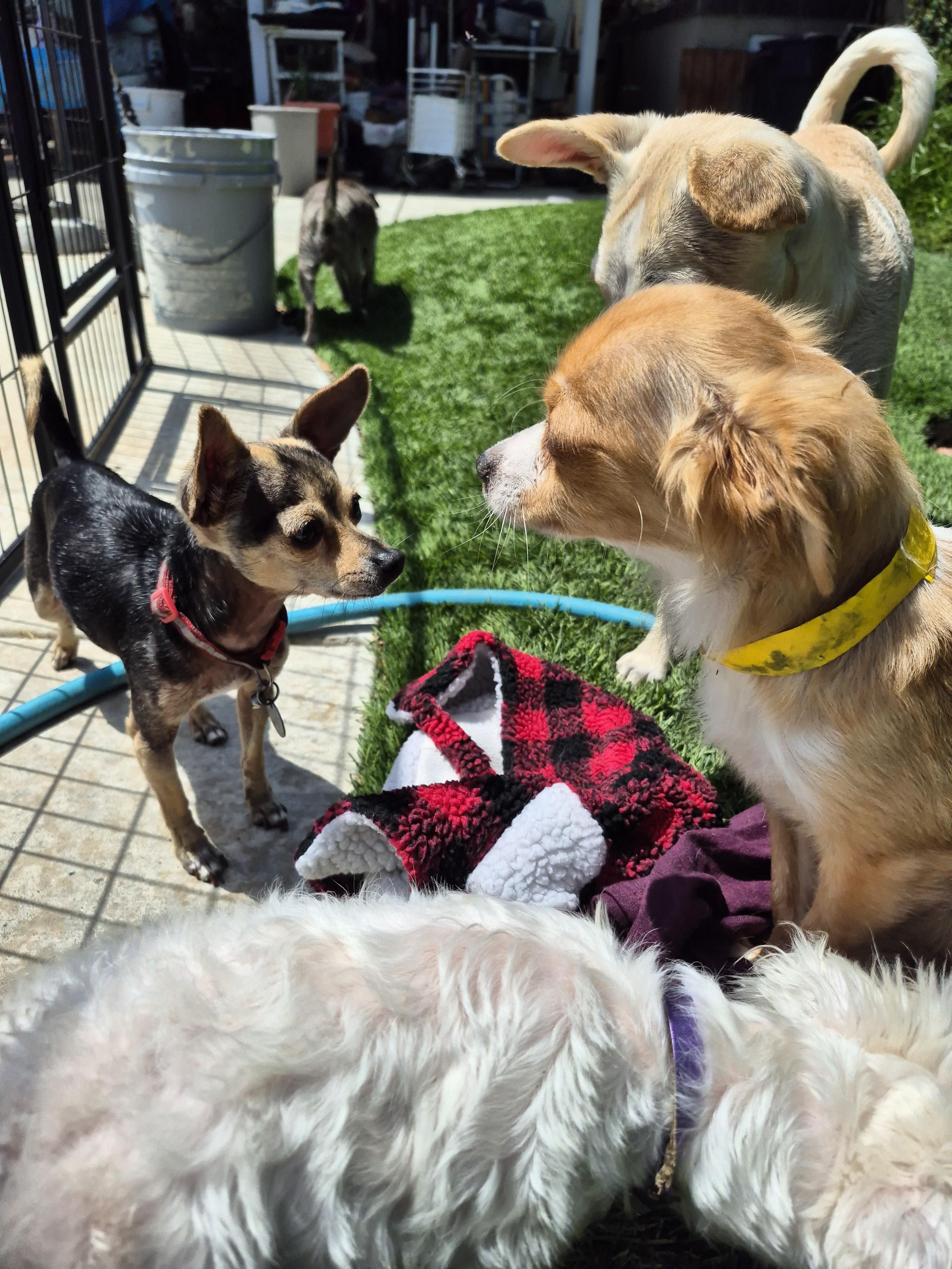 Cinnabon Man! thumbnail 4