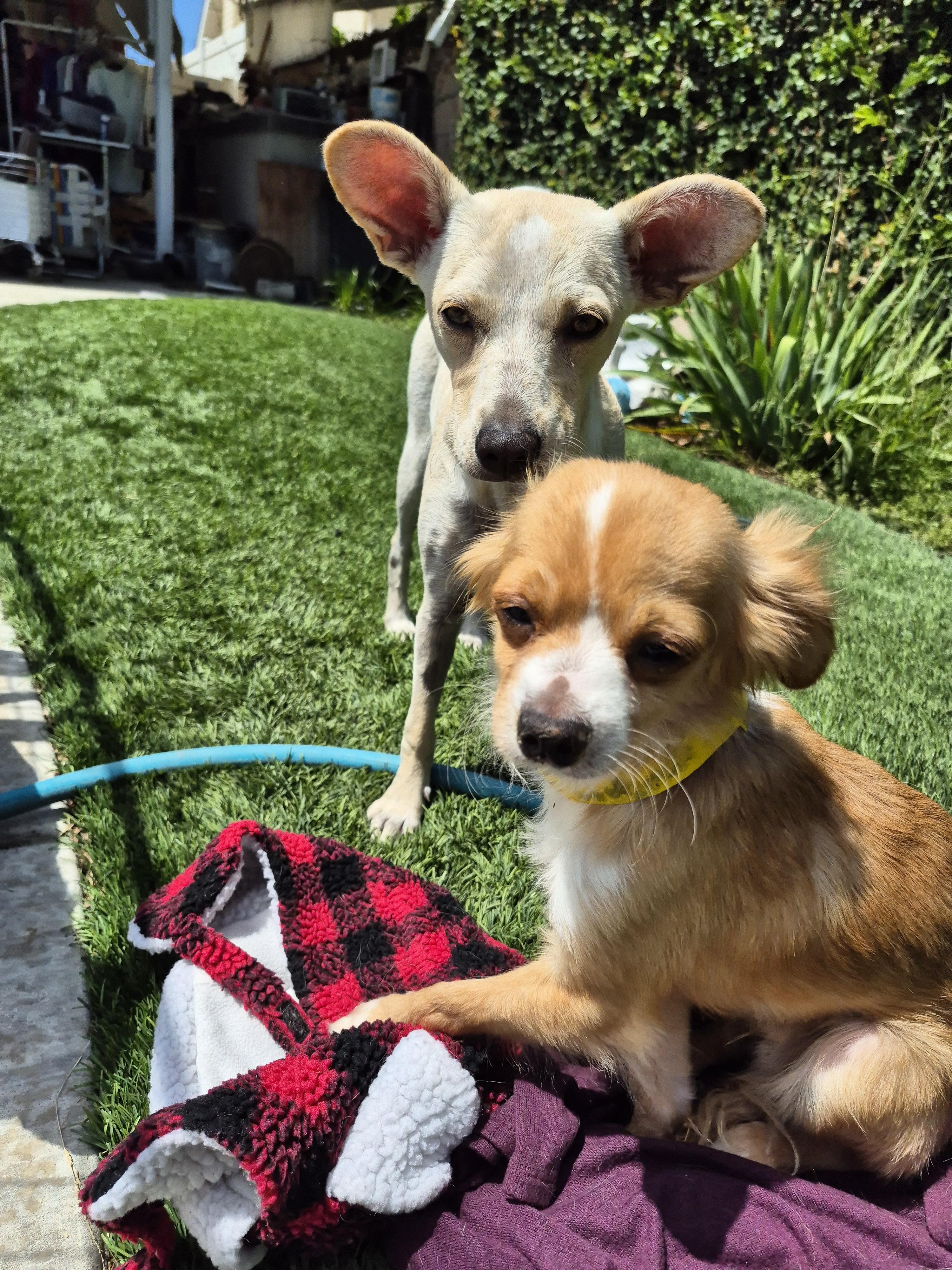 Cinnabon Man! thumbnail 5