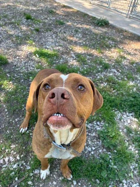 Hannibal, a ADOPTABLE Pit Bull Terrier in Mason City, IL image 4/6