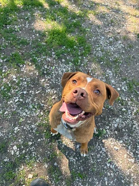 Hannibal, a ADOPTABLE Pit Bull Terrier in Mason City, IL image 6/6