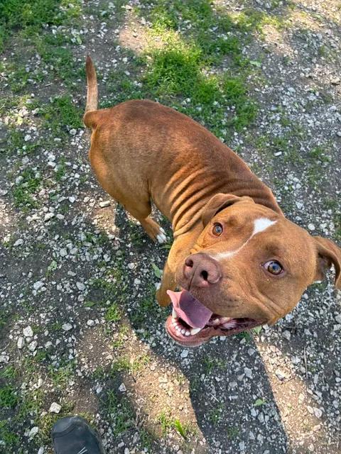 Hannibal, a ADOPTABLE Pit Bull Terrier in Mason City, IL image 5/6