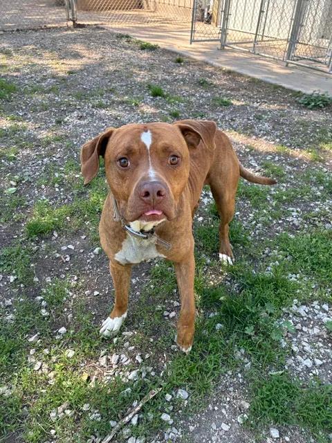 Hannibal, a ADOPTABLE Pit Bull Terrier in Mason City, IL image 1/6
