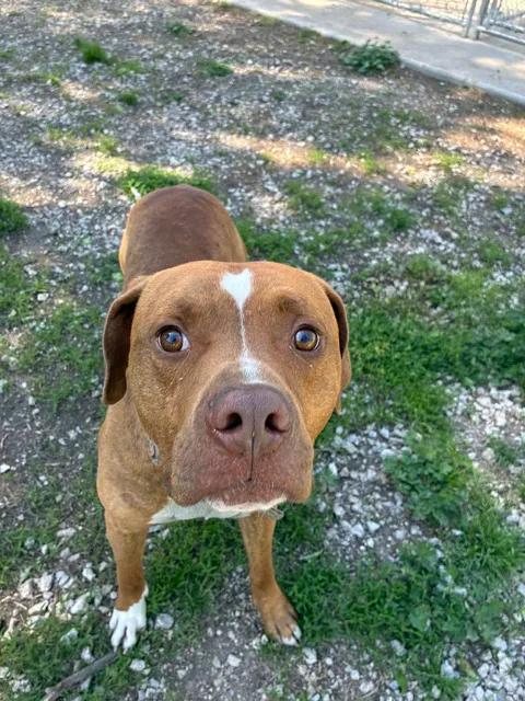 Hannibal, a ADOPTABLE Pit Bull Terrier in Mason City, IL image 3/6