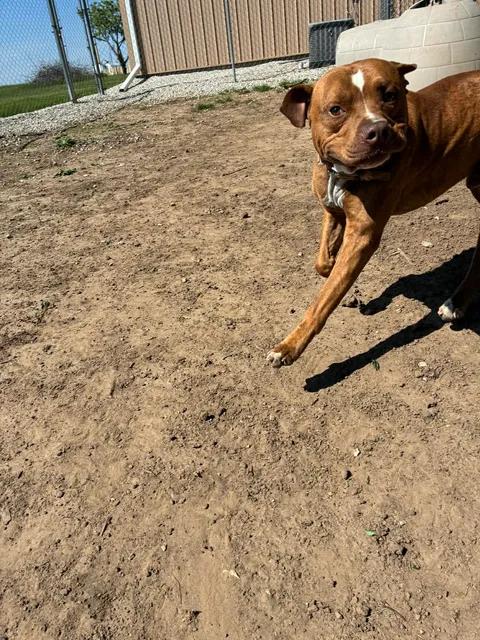 Hannibal, a ADOPTABLE Pit Bull Terrier in Mason City, IL image 2/6