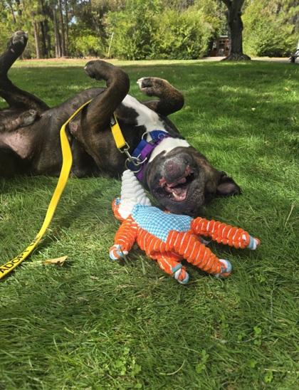 Mufasa, a Adoptable mixed breed in Sacramento, CA image 6/6