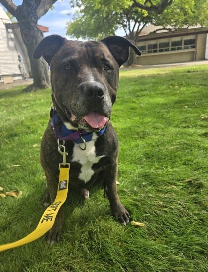 Mufasa, a Adoptable mixed breed in Sacramento, CA image 1/6