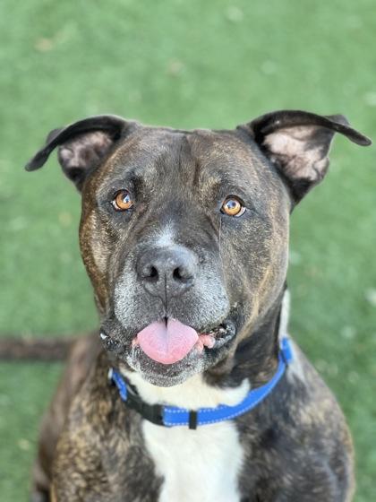 Mufasa, a Adoptable mixed breed in Sacramento, CA image 5/6