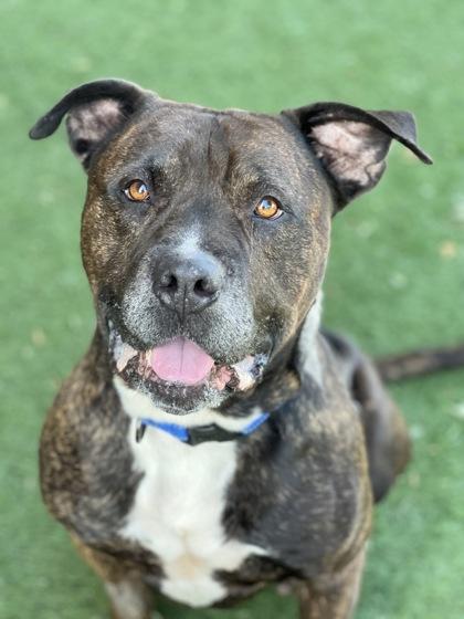 Mufasa, a Adoptable mixed breed in Sacramento, CA image 4/6