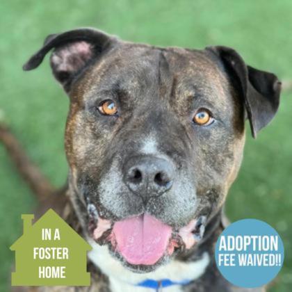 Mufasa, Adoptable, Senior Male Pit Bull Terrier & Mastiff.