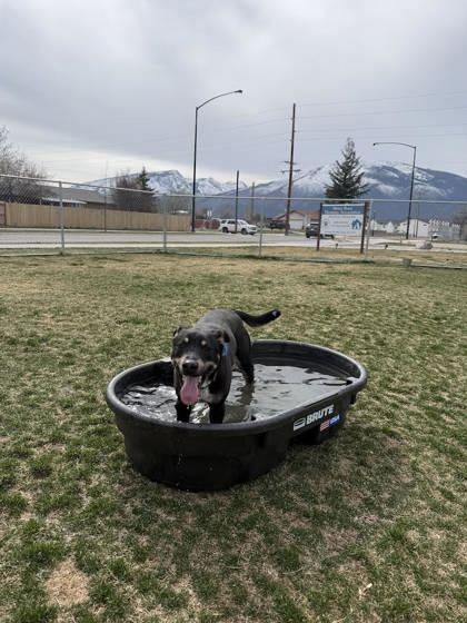 Enlarge Pedro, a ADOPTABLE mixed breed in Hamilton, MT image 5/5