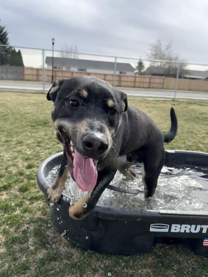 Enlarge Pedro, a ADOPTABLE mixed breed in Hamilton, MT image 3/5