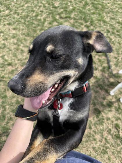Enlarge Pedro, a ADOPTABLE mixed breed in Hamilton, MT image 2/5