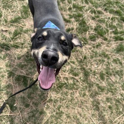 Enlarge Pedro, a ADOPTABLE mixed breed in Hamilton, MT image 1/5