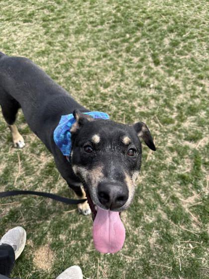 Enlarge Pedro, a ADOPTABLE mixed breed in Hamilton, MT image 4/5