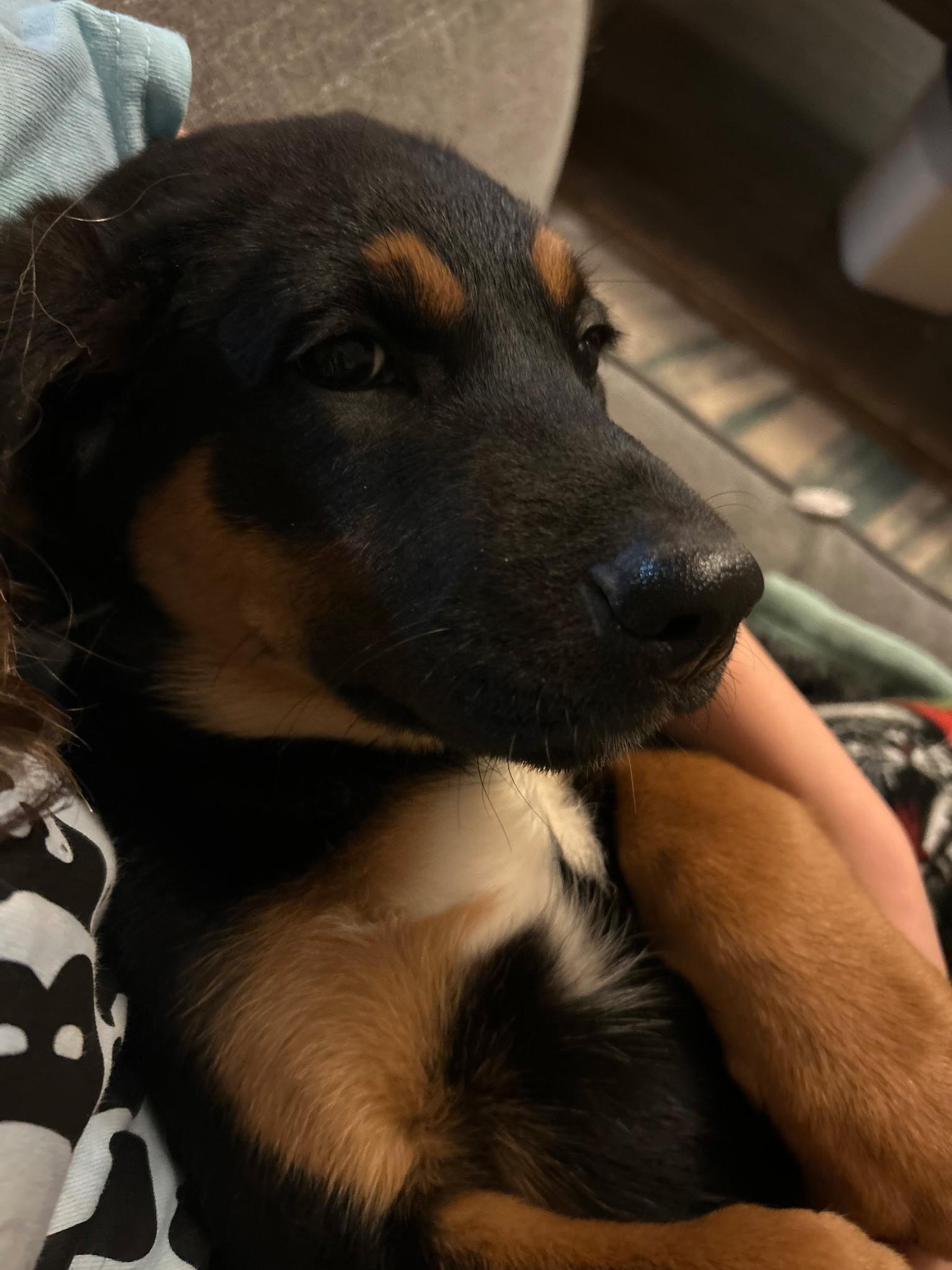 Enlarge Midnight, a ADOPTABLE mixed breed in Hughesville, MD image 1/1