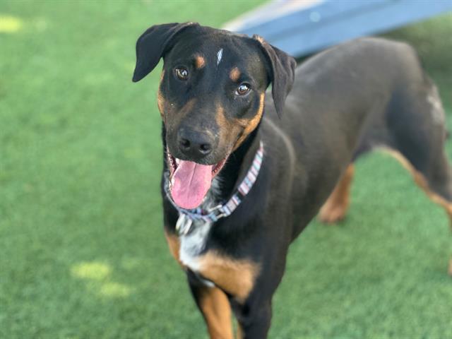 Enlarge TOFF, a Adoptable mixed breed in Santa Clara, CA image 1/1