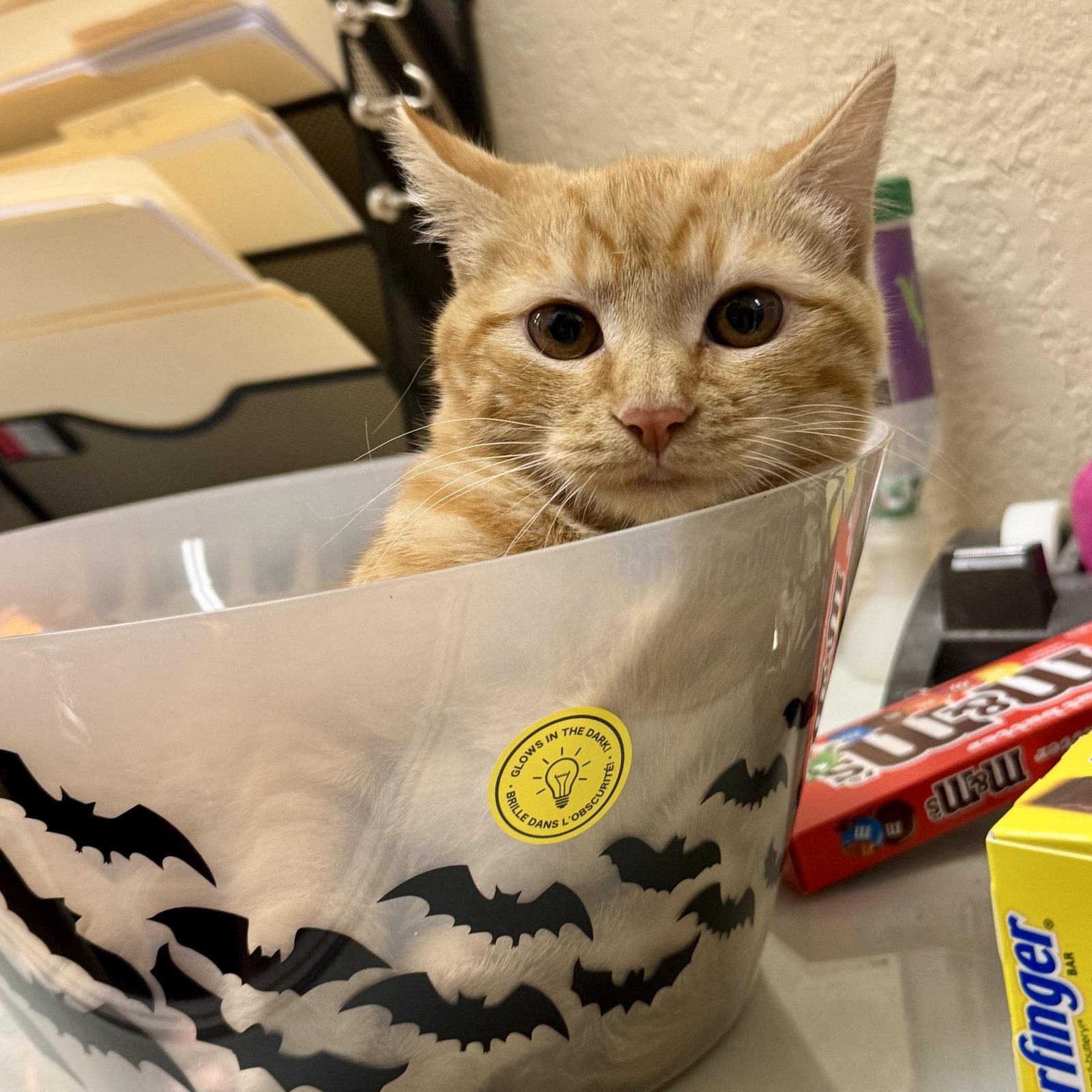 Ginger, Adoptable, Young Female Domestic Short Hair & Domestic Short Hair.