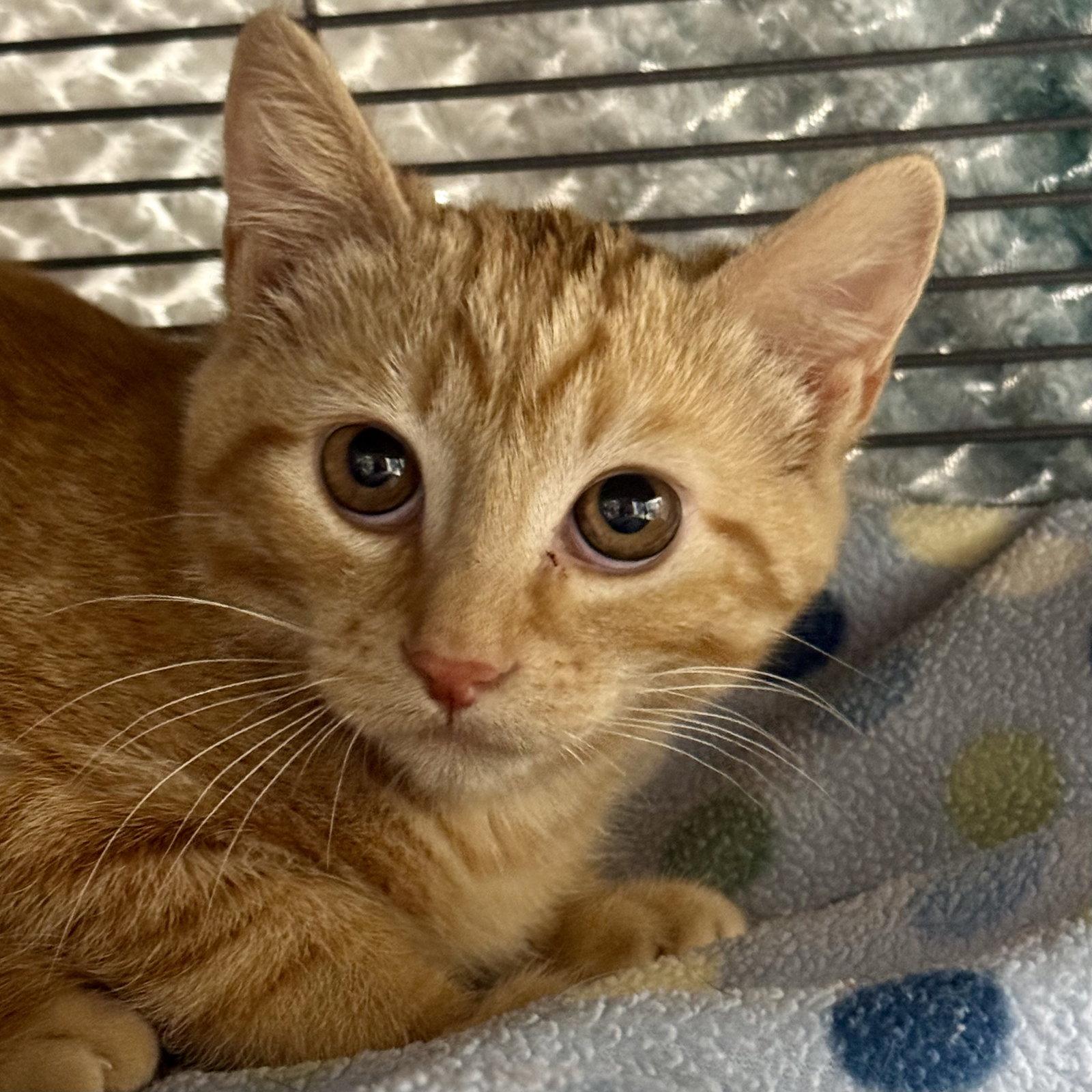 Enlarge Ginger, a Adoptable mixed breed in Winchendon, MA image 2/3