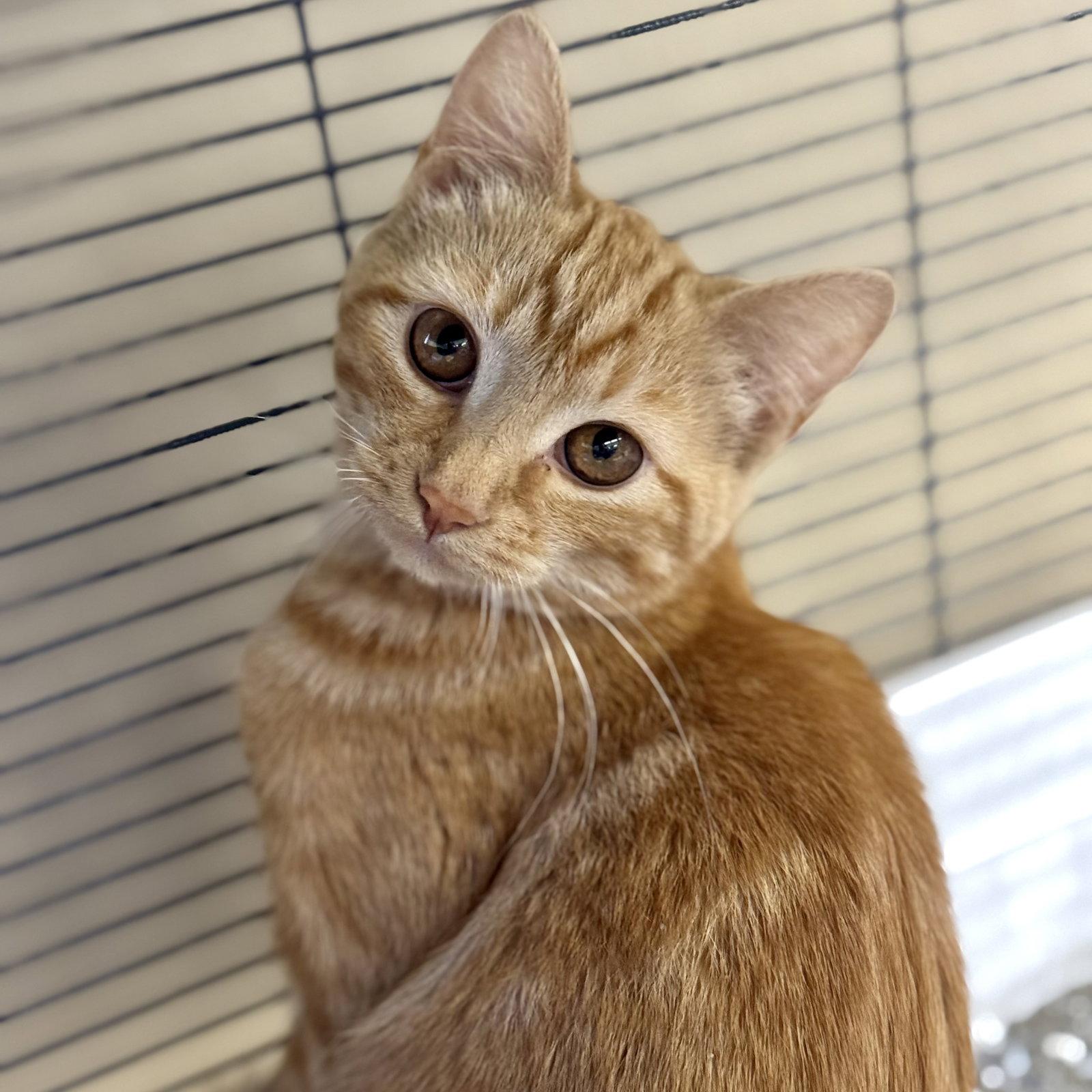 Enlarge Ginger, a Adoptable mixed breed in Winchendon, MA image 3/3
