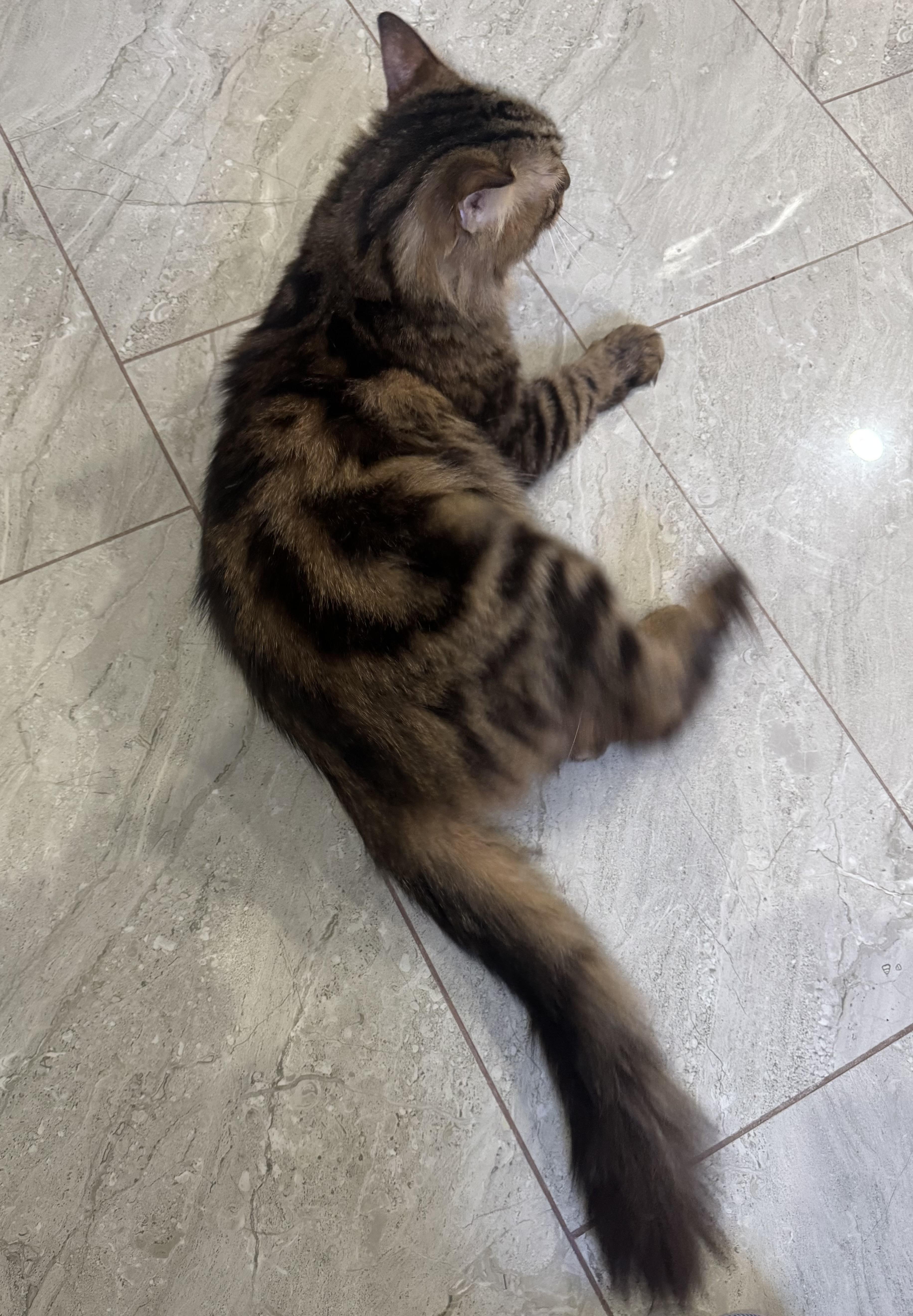 Enlarge Tigeree- Super affectionate girl, a Adoptable mixed breed in Brampton, ON image 5/6