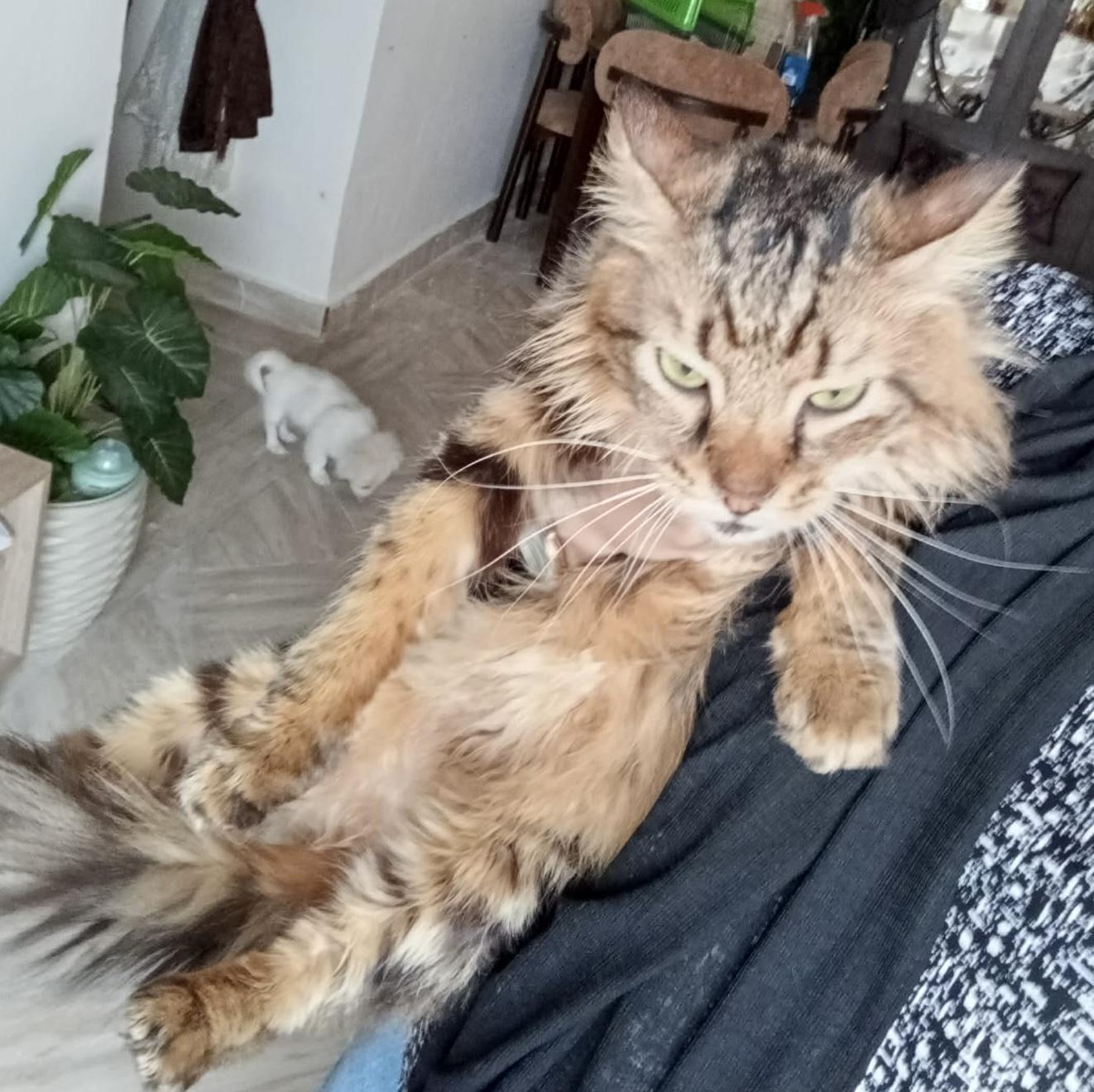 Enlarge Tigeree- Super affectionate girl, a Adoptable mixed breed in Brampton, ON image 1/6