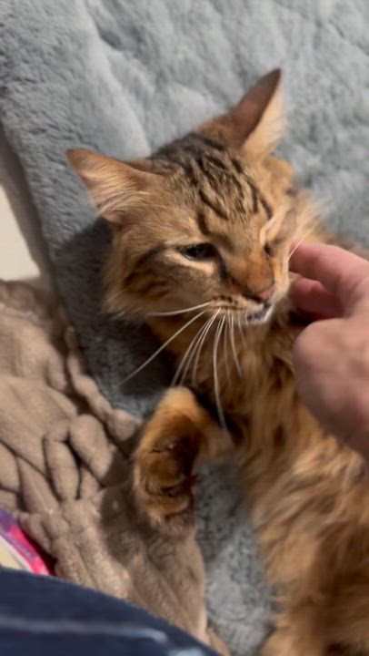 Enlarge Tigeree- Super affectionate girl, a Adoptable mixed breed in Brampton, ON video 3/6