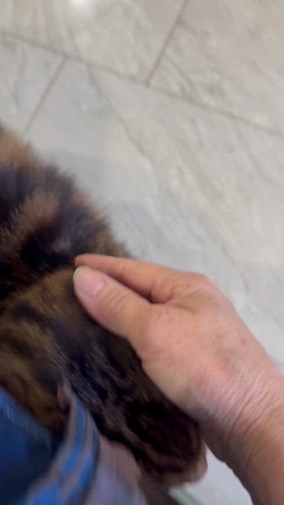 Enlarge Tigeree- Super affectionate girl, a Adoptable mixed breed in Brampton, ON video 2/6