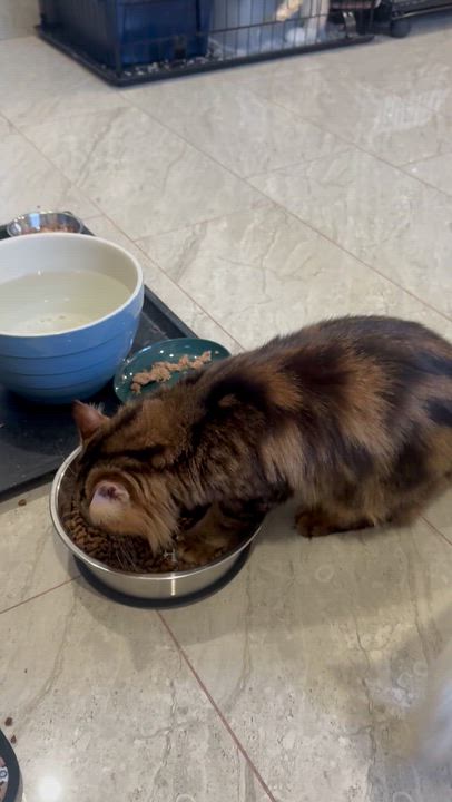 Enlarge Tigeree- Super affectionate girl, a Adoptable mixed breed in Brampton, ON video 4/6