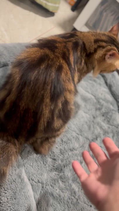 Enlarge Tigeree- Super affectionate girl, a Adoptable mixed breed in Brampton, ON video 6/6