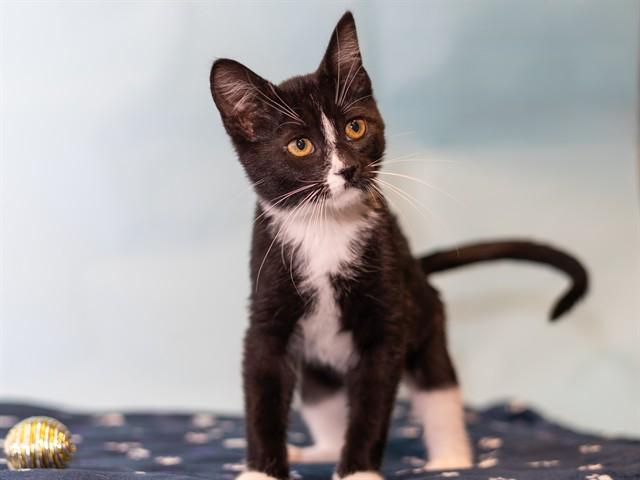 Enlarge ESTHER, a Adoptable Domestic Short Hair in Ames, IA image 1/1