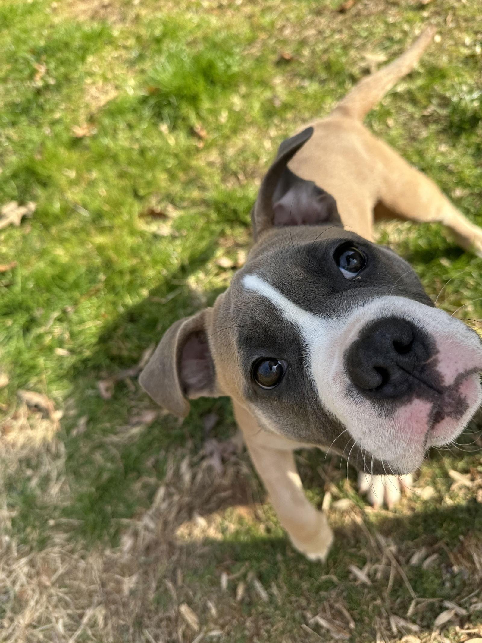 Peturnia thumbnail 3