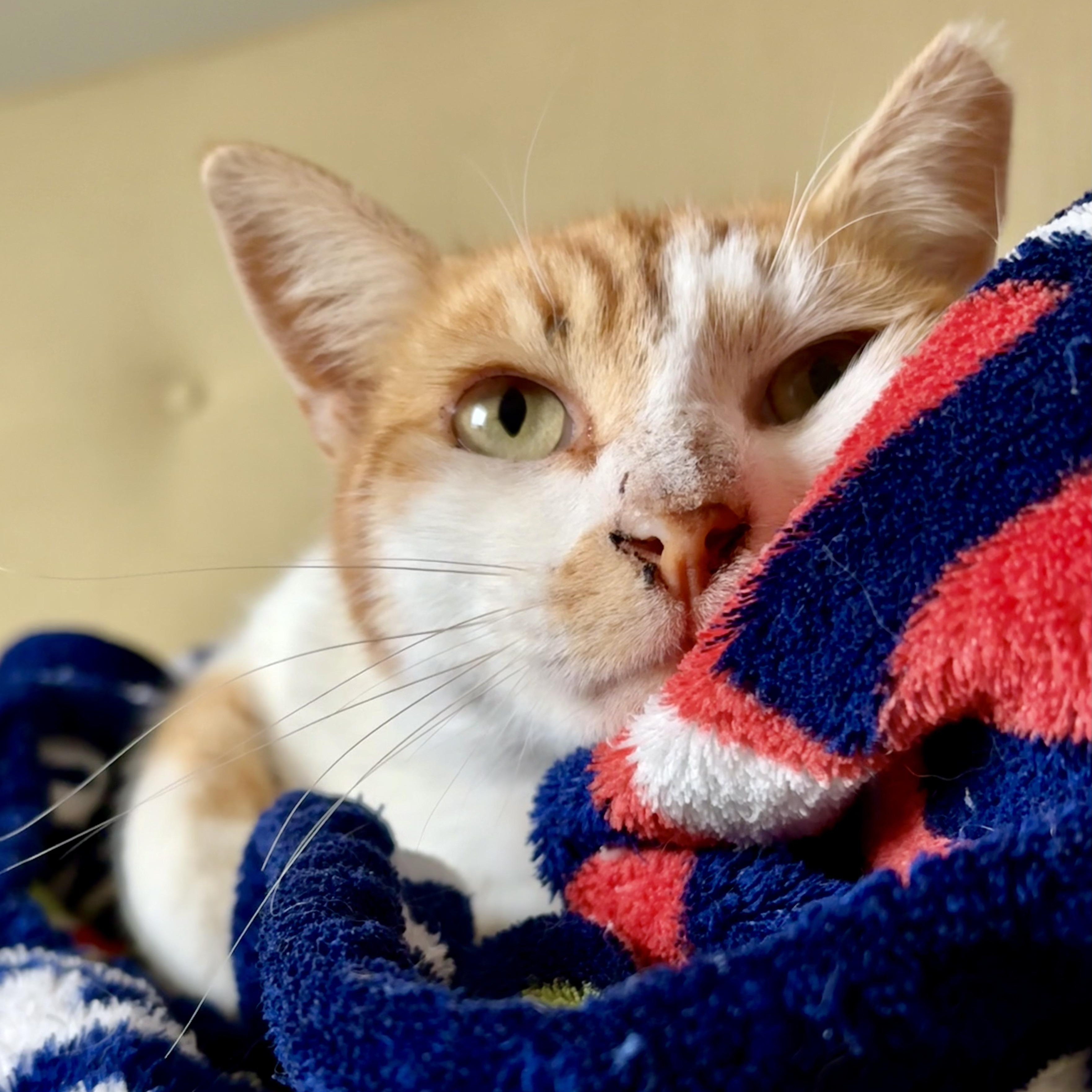 Paul, Adoptable, Adult Male Tabby & Domestic Short Hair.