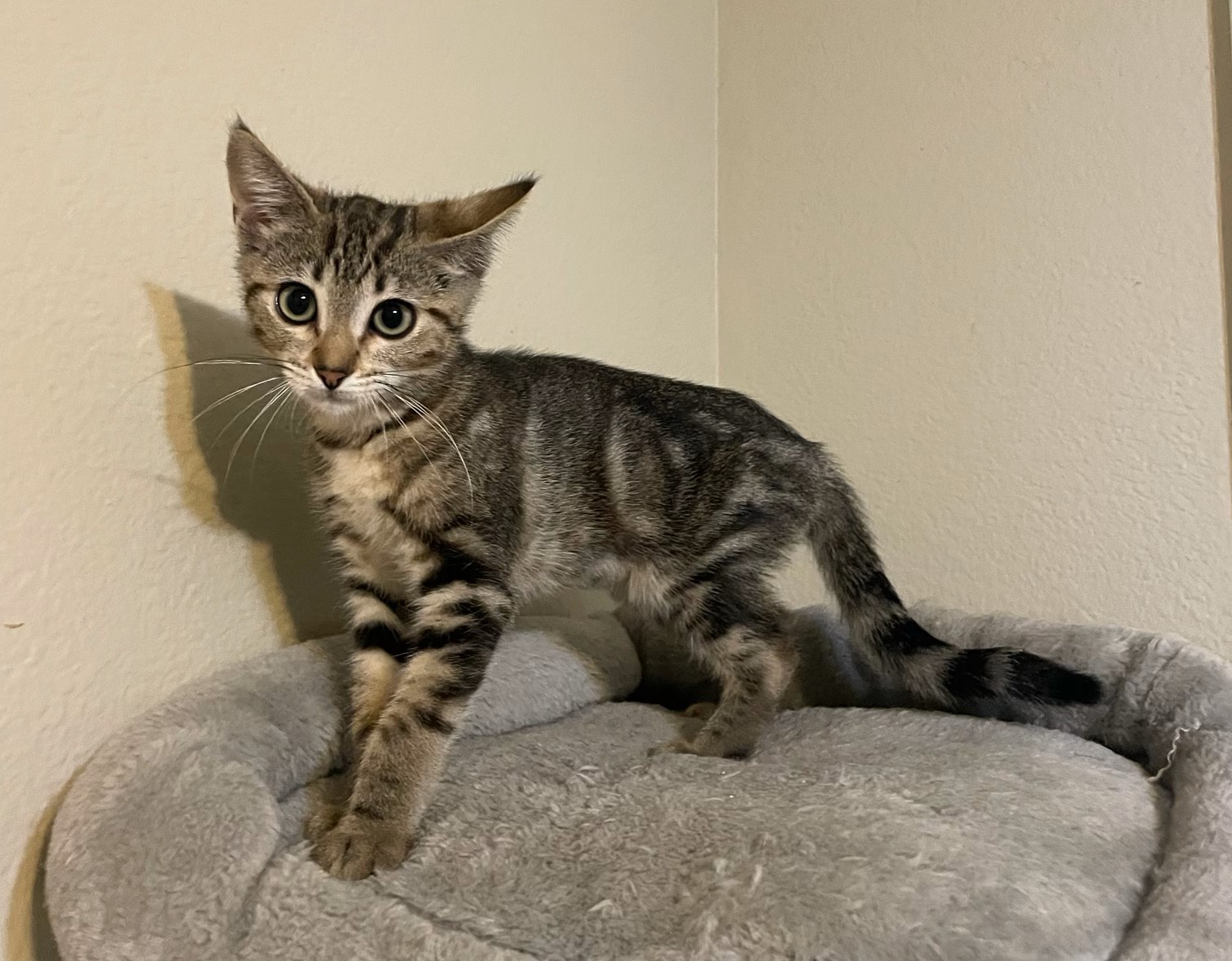 Cleopurrtra NCC, a Adoptable mixed breed in Havelock, NC image 3/4