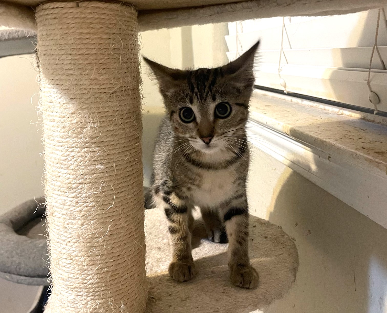 Cleopurrtra Ncc thumbnail 3