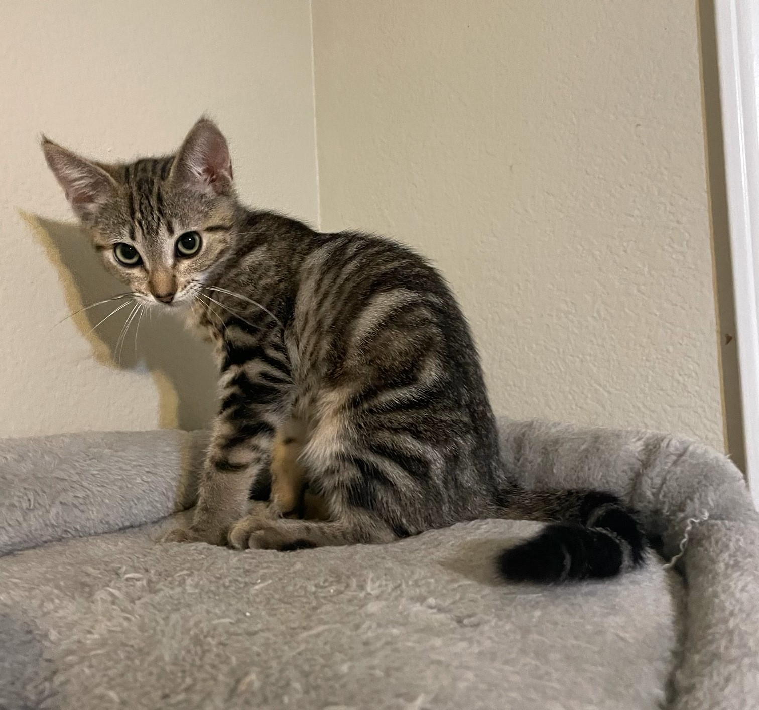 Cleopurrtra NCC, a Adoptable mixed breed in Havelock, NC image 1/4