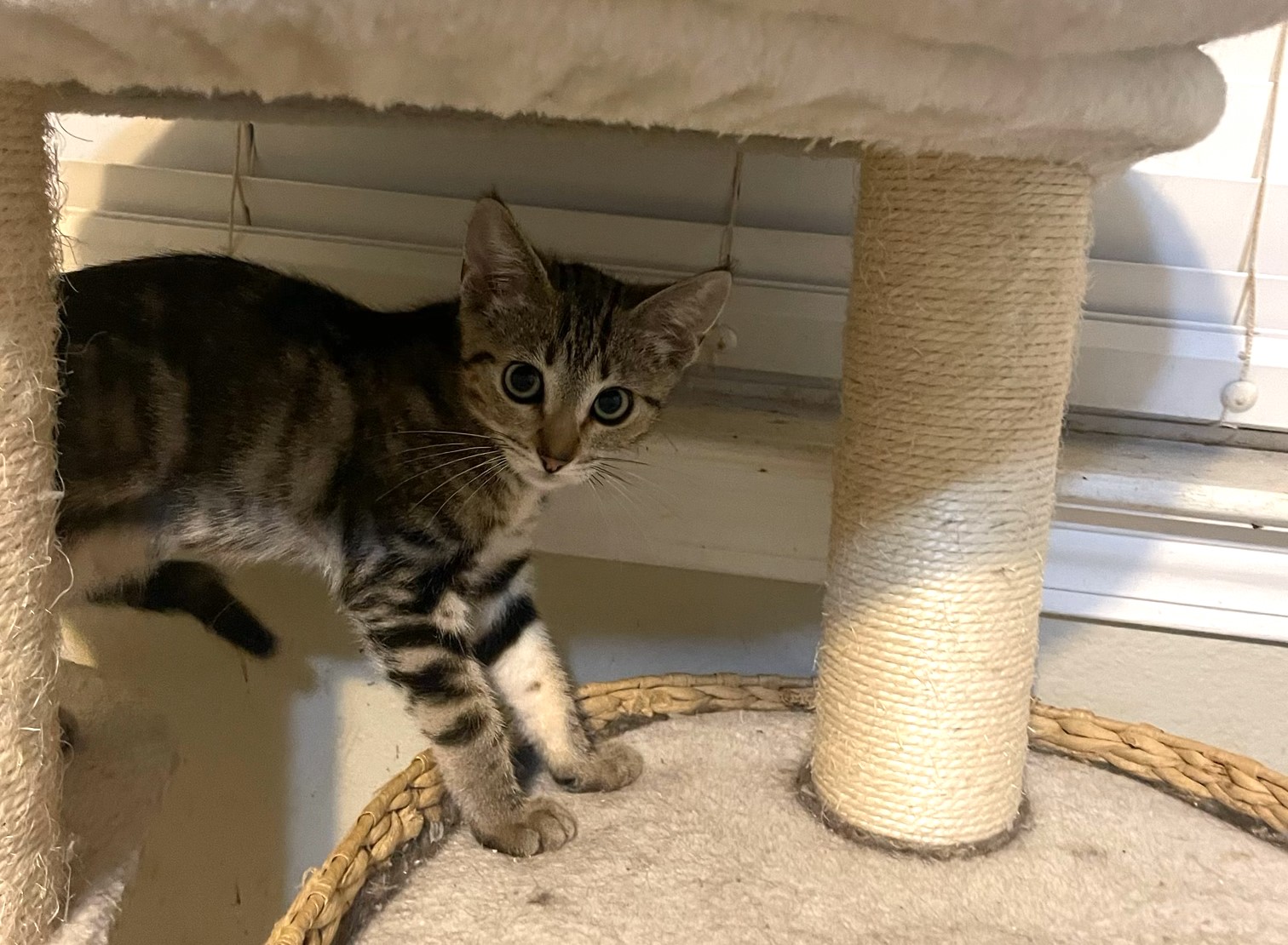 Cleopurrtra NCC, a Adoptable mixed breed in Havelock, NC image 4/4