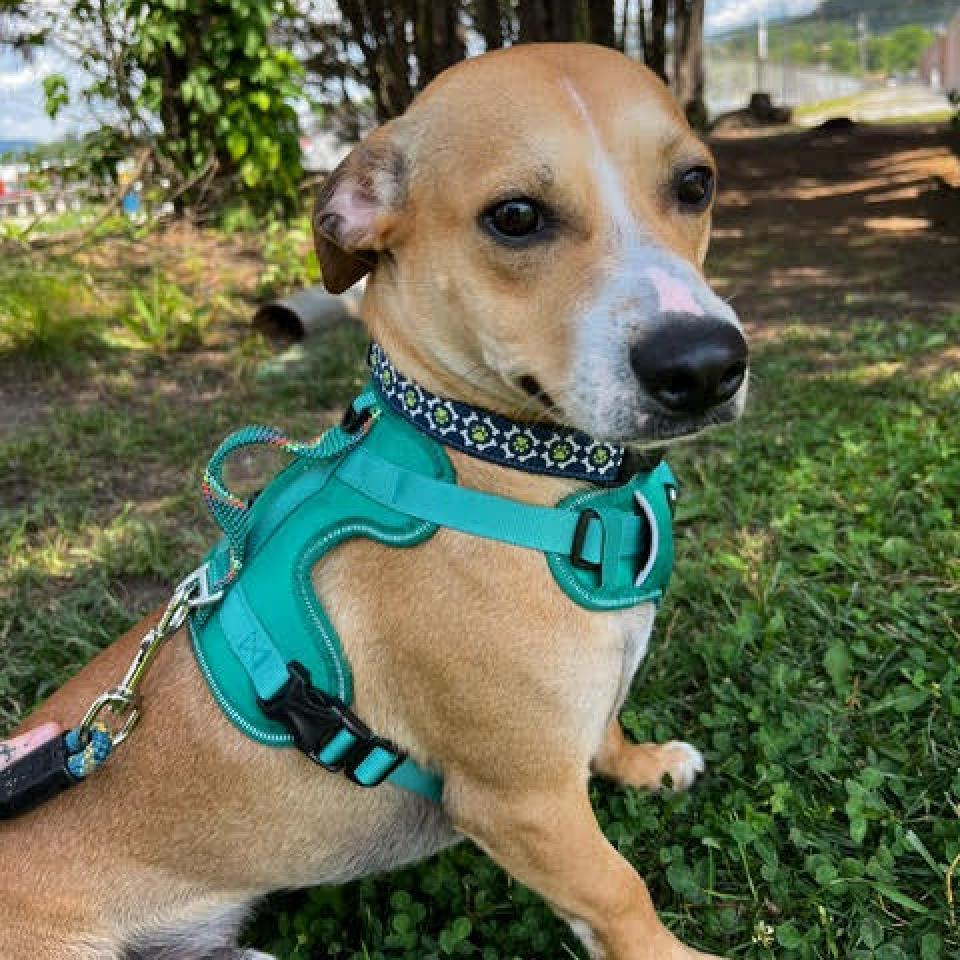 Cricket, Adoptable, Adult Male Mixed Breed.