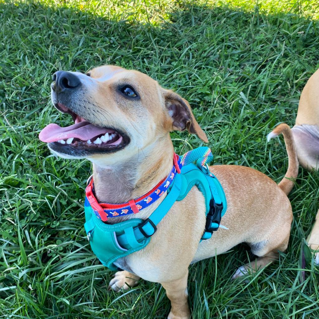 Enlarge Cricket, a Adoptable Mixed Breed in Fletcher, NC image 3/5