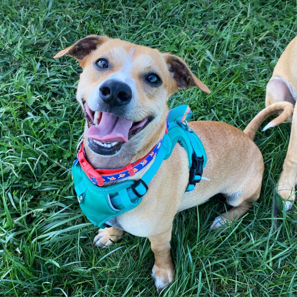Enlarge Cricket, a Adoptable Mixed Breed in Fletcher, NC image 4/5