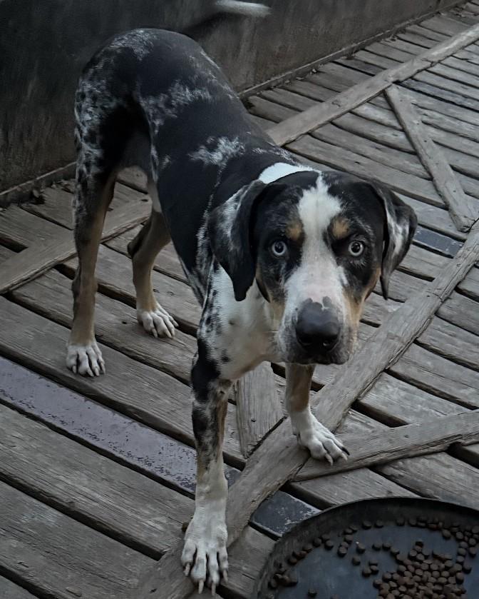 Enlarge Max, a Adopted Catahoula Leopard Dog in Piney Flats, TN image 1/1