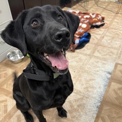 Enlarge Pepper, an adopted Black Labrador Retriever in Worcester, MA image 2/2