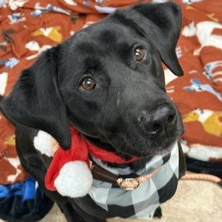 Enlarge Pepper, an adopted Black Labrador Retriever in Worcester, MA image 1/2
