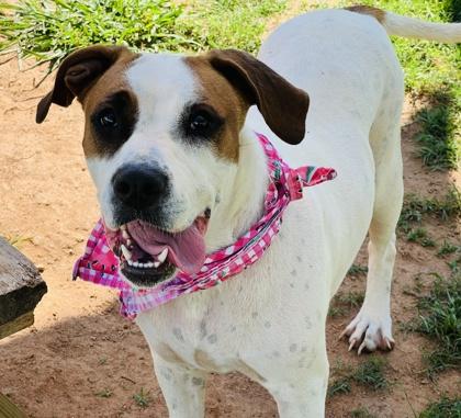 Fern $25 Fostered, Adoptable, Adult Female Mixed Breed & Mixed Breed.