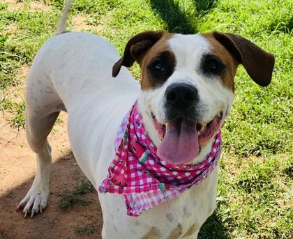 Enlarge Fern $25 Fostered, a Adoptable mixed breed in Seneca, SC image 1/3