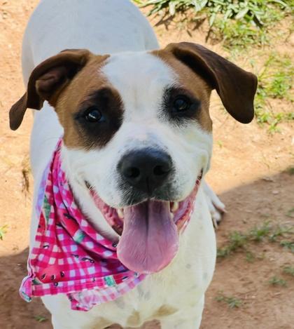Enlarge Fern $25 Fostered, a Adoptable mixed breed in Seneca, SC image 3/3